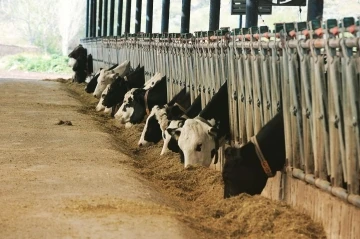 Muğla’da hayvan pazarlarını kapatma kararı alındı
