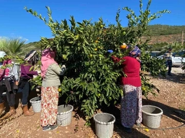 Muğla’da narenciye bahçelerinde hasat dönemi başladı
