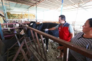 Muğla’da sonbahar dönemi şap aşılaması başladı
