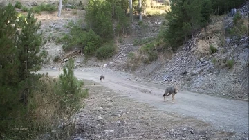 Muğla’da yaban hayatı foto kapanlarla görüntülendi
