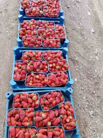 Muğla’nın çilekleri market raflarında
