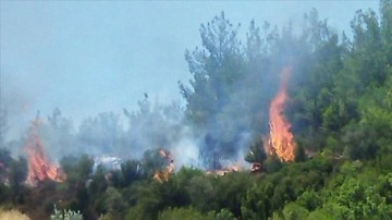 Muğla'da orman yangını başladı