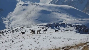 Munzur Dağlarındaki yılkı atları görüntülendi