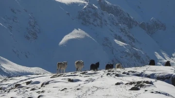 Munzur Dağlarının bir başka güzellikleri: &quot;Yılkı atları&quot;
