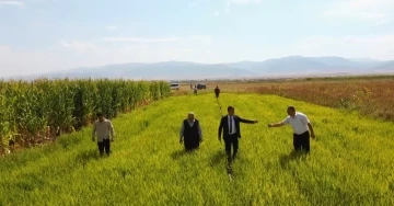 Muş’ta ilk defa deneme amaçlı ekilen pirincin hasadı öncesi son bakımı yapıldı
