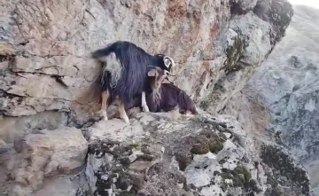 Muş’ta kayalıkta mahsur kalan keçiler, 4 gündür kurtarılmayı bekliyor
