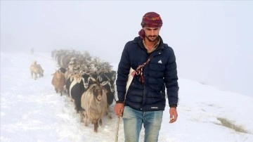 Muş'ta besiciler karlı yolları aşarak küçükbaş hayvan sürülerini köye ulaştırdı