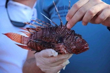 Mutfakların yeni lezzeti Aslan Balığı olacak
