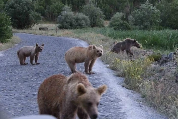 Nemrut’ta 4 yavru boz ayı birlikte görüntülendi
