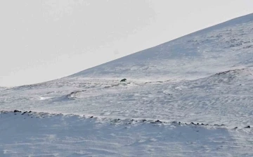 Nemrut’un ayıları bu yıl erken uyandı
