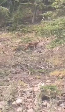 Nesli tükenen vaşak ile sohbet eden vatandaşın görüntüsü gülümsetti
