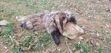 Nesli tükenme tehlikesi altında olan porsuk ölü bulundu
