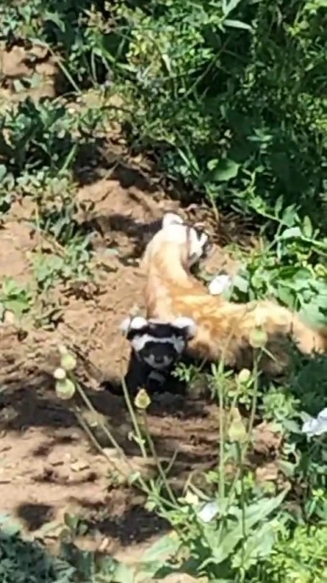 Nesli tükenmekte olan Alaca Sansar, Yozgat’ta görüntülendi
