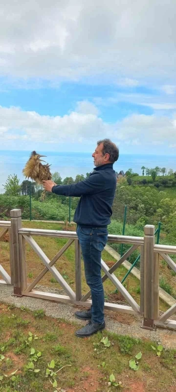 Nesli tükenmekte olan ’Balaban kuşu’ Arhavi’de ortaya çıktı
