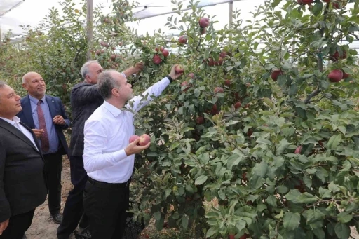 Niğde Ömer Halisdemir Üniversitesinde 200 ton elma hasadı yapıldı
