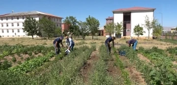 Öğrenciler, atıl durumdaki alanı tarıma kazandırdı
