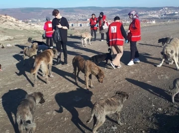 Öğrenciler sokak hayvanlarına yiyecek dağıttı
