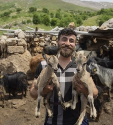 Öksüz kalan yaban keçileri &quot;Munzur&quot; ve &quot;Dersim&quot;den güzel haber
