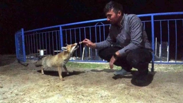 Okul müdürü dostluk kurduğu tilkiyi eliyle besliyor
