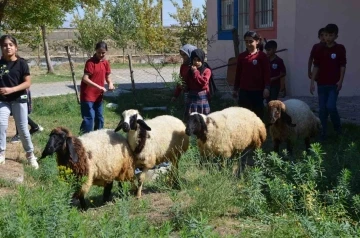 Okulun bahçesinde kalan &quot;kuzular&quot; öğrencilerin maskotu oldu
