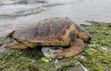 Ölü caretta caretta Altınova sahilinde kıyıya vurdu