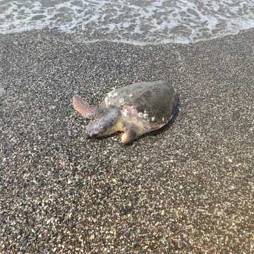 Ölü caretta caretta sahile vurdu
