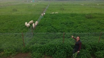 OMÜ, "Yapay Mera Projesi" ile kaliteli ve ucuz et üretimini artırmayı hedefliyor