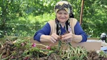 Ordu'da salep hasadına başlandı