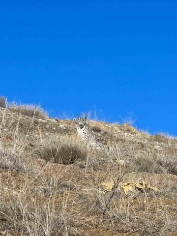 Ormanın hayaleti Sivas’ta görüntülendi
