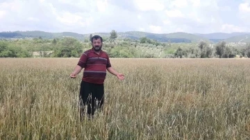 Osmaniye’de dolu yağışı buğday tarlalarını vurdu
