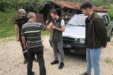 Otların arasında bulunan yavru karaca koruma altına alındı
