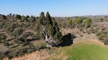 2 bin 500 yıllık olduğu öne sürülen dev selvi ağacının tescillenmesini istiyorlar