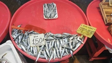 Bandırma’da mevsim balığı olan sardalyaya yoğun talep