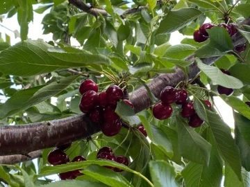 Bilecik’te ’Napolyon’ cinsi kirazın hasadına başladı