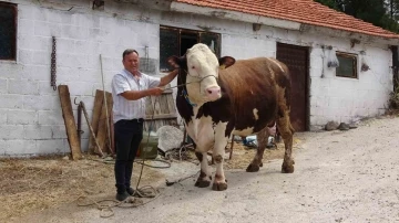 (Özel) Çanakkale’de 1.6 tonluk boğa, 220 bin TL’den alıcısını bekliyor
