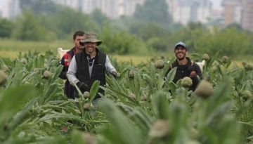  Coğrafi işaret tescilli Hasanağa enginarında hasat zamanı