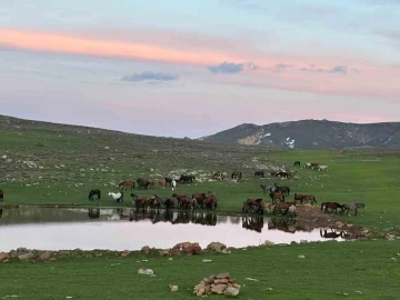 (ÖZEL) Göletlerden su içen yılkı atlarının görüntüsü amatör kameralara yansıdı
