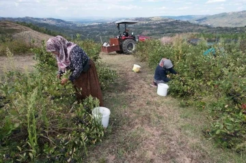 Bursalı aronya üreticileri entegre tesis istiyor