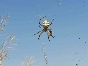 Örümceği görünce tarlasına girmeye korkar oldu