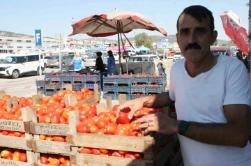 Salçalık domatesler görücüye çıktı