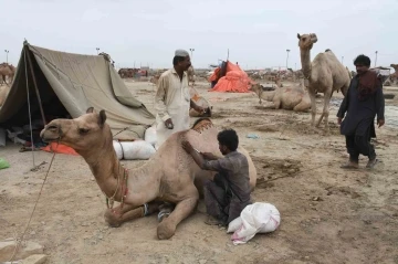 Pakistan’da develer Kurban Bayramı öncesinde geleneksel desenlerle süslendi
