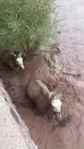 Pasinler’de dere taştı, 2 at mahsur kaldı
