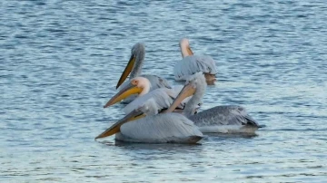 Pelikanlar Kars Baraj Gölü’nü mesken tuttu

