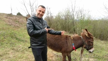 Pendik’te, internetten 7 bin 500 TL’ye satışa çıkarılan eşek ilgi odağı oldu
