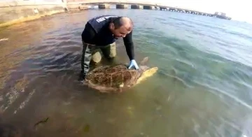 &quot;Caretta caretta&quot; kurtarma operasyonu
