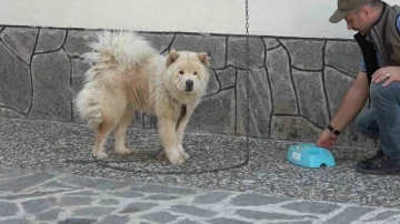 &quot;Mike&quot;, minnet borcunu kurtarıcılarının bekçi köpekliğini yaparak ödüyor
