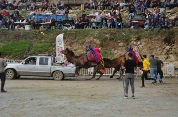 Rakibinden kaçan deve kamyonetin kasasına bindi
