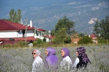 Ressamlığı bırakan kadın girişimci, lavanta üreticisi oldu
