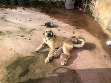 Rize’de hasta köpek tedavi için İstanbul’a gönderildi
