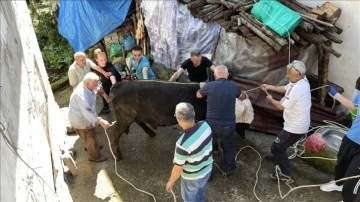 Rize'de kurbanlık boğa sahibini yaraladı